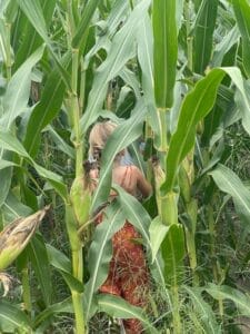 Iowa cornfield